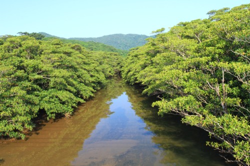 Hoshino mangrove