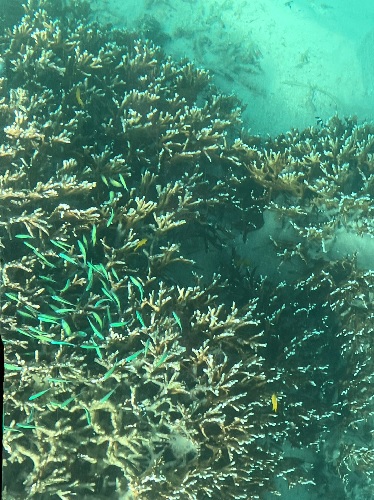 Kabira Bay underwater