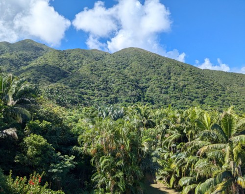 Palm observatory deck Forest