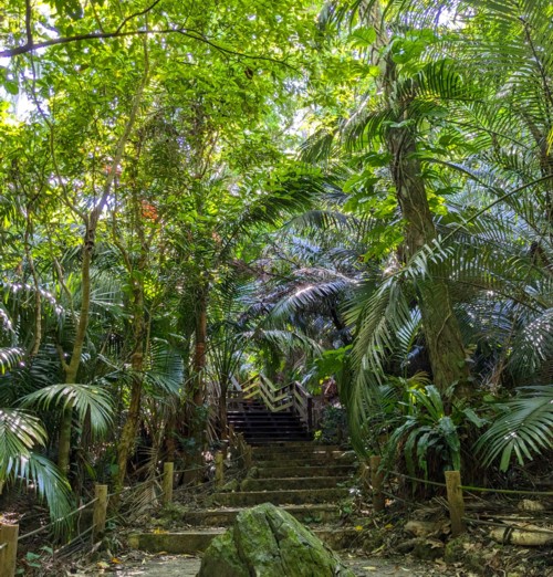 Palm Forest Walkway