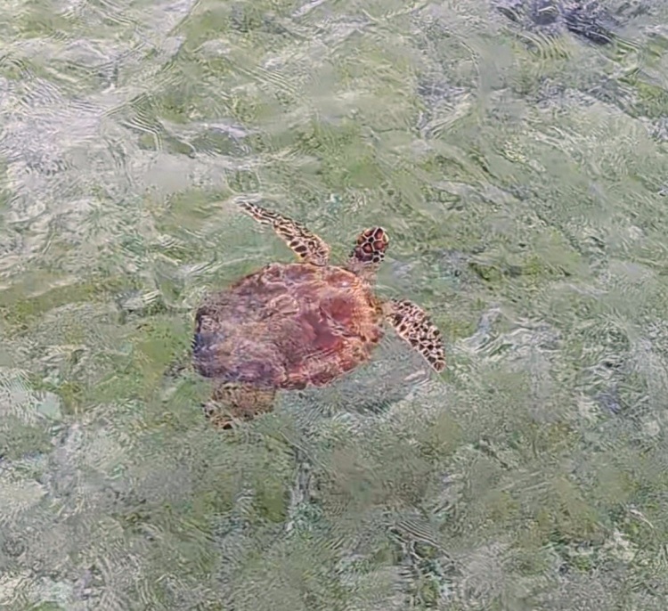 SeaTurtle from IkoPier