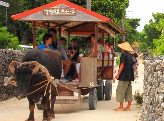竹富島水牛車